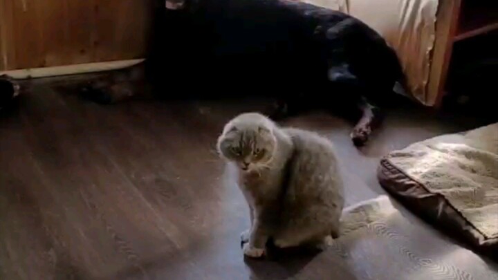 Доброе слово и коту проиятно 😼