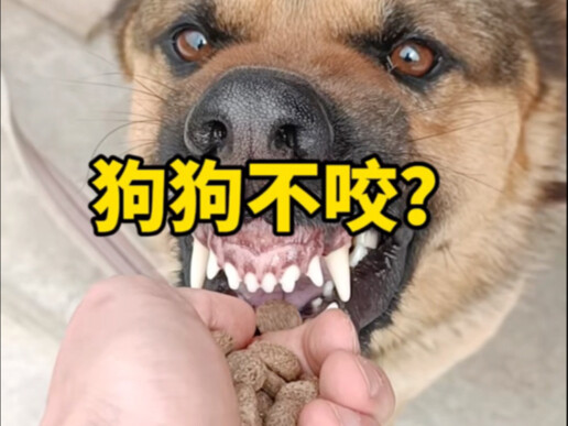 Cho ăn mà chó nhe răng dọa cắn thì không sợ bị cắn sao?