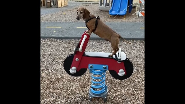 滑稽的動物