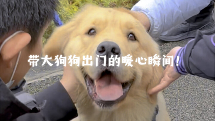 Heartwarming Moments of Taking Your Big Dog Out!