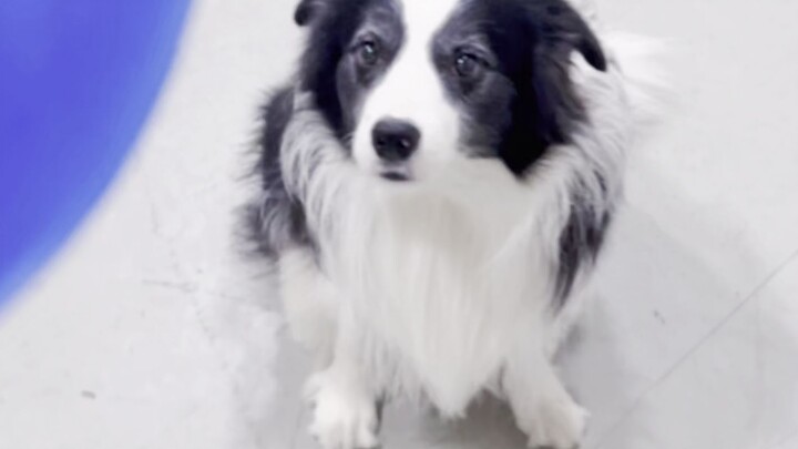 Seberapa sulit melatih Border Collie?
