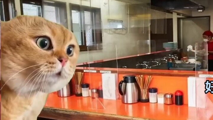 【Cat meme】The story of eating Jiro Ramen for the first time
