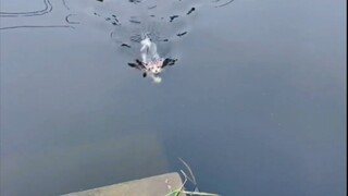 What a brave little cat! It swam over after just a few calls~