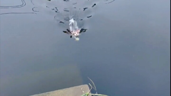 好勇敢的小猫，喊了几下就游过来了~