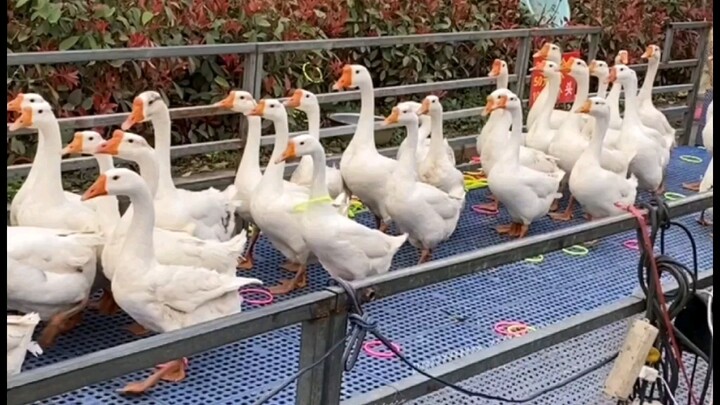 This goose is so white and chubby! Too bad the boss won't let us catch it.