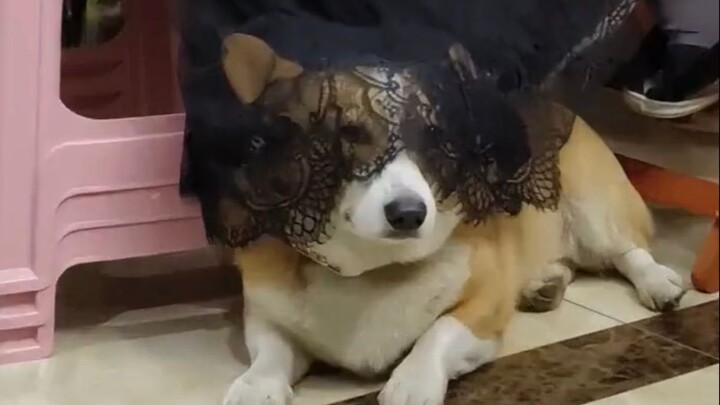 "Tragically Beautiful" - Dog Version MV