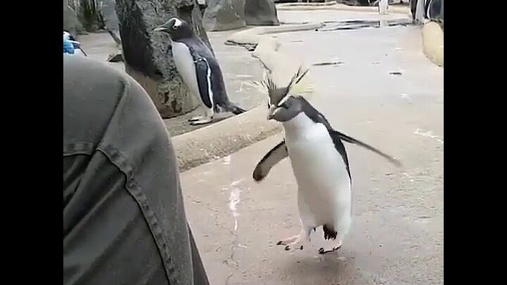 Video Lucu Hewan Edukatif untuk Anak Cara Melatih Penguin Loncat Lompat Gembira
