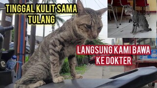 Kucing Kurus Kering Ini Minta Makan Di Restoran Tapi Gak Dapat Langsung Kami Jemput Karena Demam..!