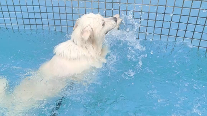Yuki: Tôi không cần thể diện à汪? Lần đầu tiên trong đời chó đi bơi～