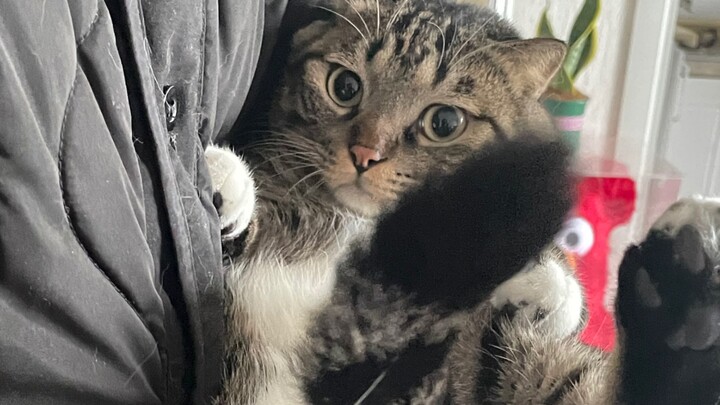 ช่วยด้วย! ทำไมลูกแมวถึงฉลาดขนาดนี้ได้?!