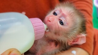 Handsome boy!! Tiny adorable Luca so excited enjoys drinking milk after bathed