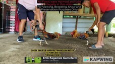 20K DINK FAIR SWEATER X HIGH ACTION MCLEAN HATCH || 3 YEARS OLD || PERSONAL COCKS || ENG Ragamak GF