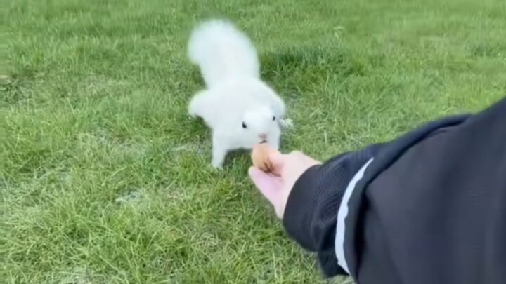 Squirrel: Humans are beneficial insects.