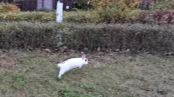 [Động vật]Cuộc sống hạnh phúc của một chú thỏ lùn