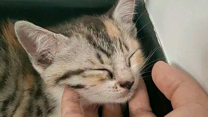 عواقب محاولة لمس قطة لا تألفك بالقوة