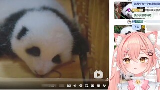 【Hiiro】Foreign cats watch giant pandas grow cute from childhood to adulthood