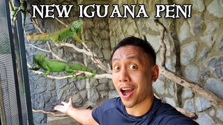 Our New Giant Outdoor Iguana Pen | Vlog #1632
