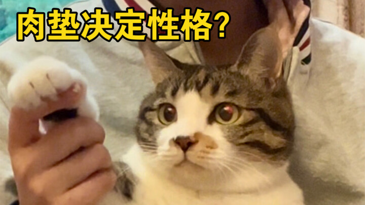 从猫爪形状能看出猫咪性格？准确率竟高达99%！