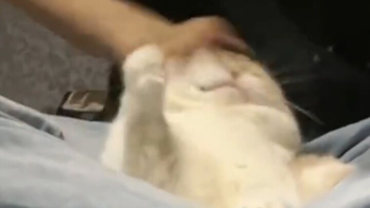 Cat: “I need legal help!”