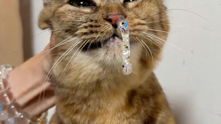 สมองแมวแซ่บเว่อร์～ ถ้าคุณป้าๆ ชอบก็กดไลก์ กดแชร์ กดติดตามทีเดียวสามอย่างเลยนะ～