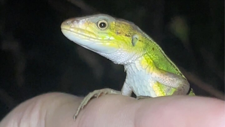 【Rin Research】Hari Ini Penuh dengan Spesies Berwarna Hijau