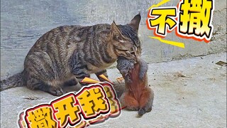 Mèo: Nếu là chuột thì đó là trách nhiệm của tôi