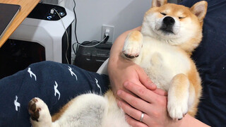 My Princess Shiba Inu Sleeping in My Arms Again, My Unfinished Work...