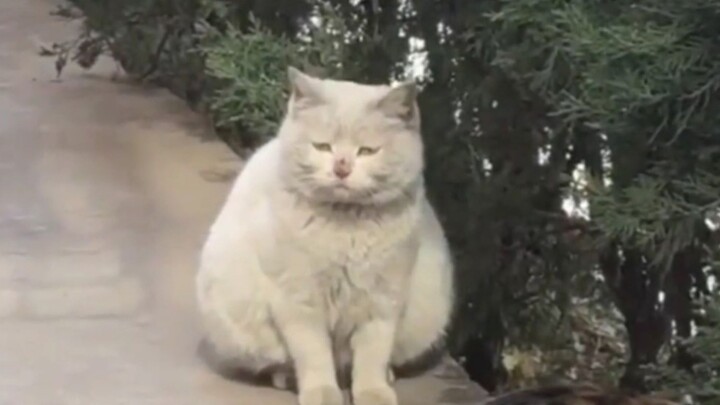 猫咪迷惑行为图鉴⚡２.０⚡