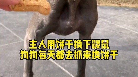 主人用饼干换下鼹鼠，狗狗每天都去抓来换饼干
