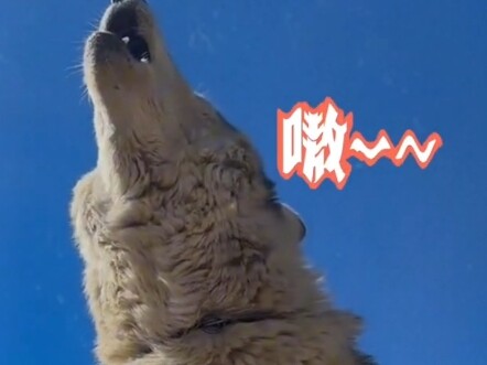 จ้าวฝูงหมาป่า: คราวนี้เจ้าพอใจแล้วใช่ไหม