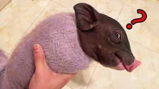 It's as stupid as a pig. Can this thing really be raised at home?