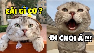 Bên ngoài LẠNH LÙNG, bên trong ĐÁNG YÊU là THƯỢNG chứ ai| Meow 🐱