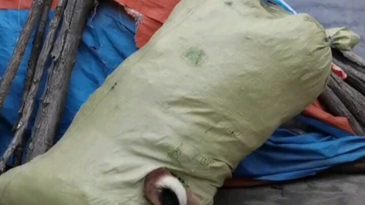 เจ้าของใช้กล่องกระดาษทำบ้านให้น้องหมา แต่เจ้าน้องหมากลับไม่ปลื้ม ขอทำเองดีกว่า!