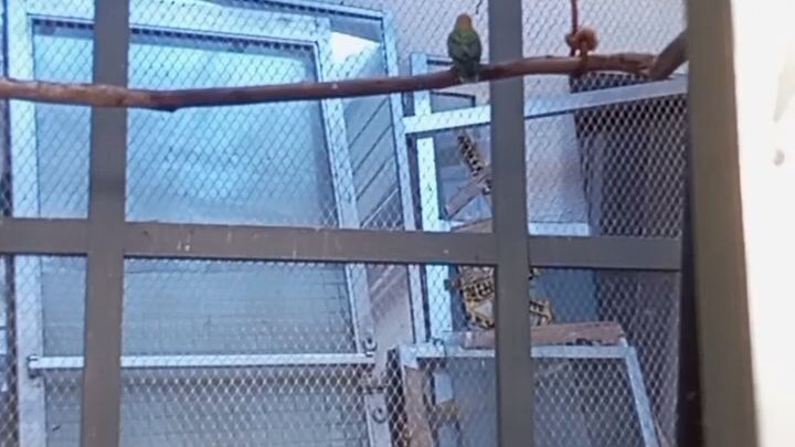 plaffy Bird🐦