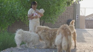 小铲屎官的第一次遛狗