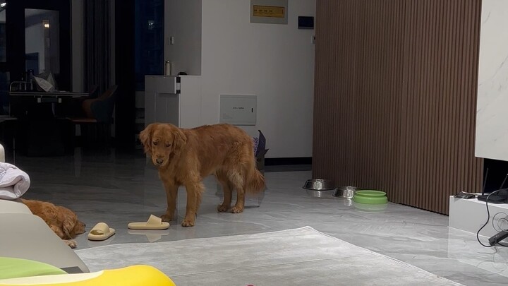 Khi tôi không cho nó lên thảm, nhưng quả bóng của nó lại rơi xuống thảm thì…