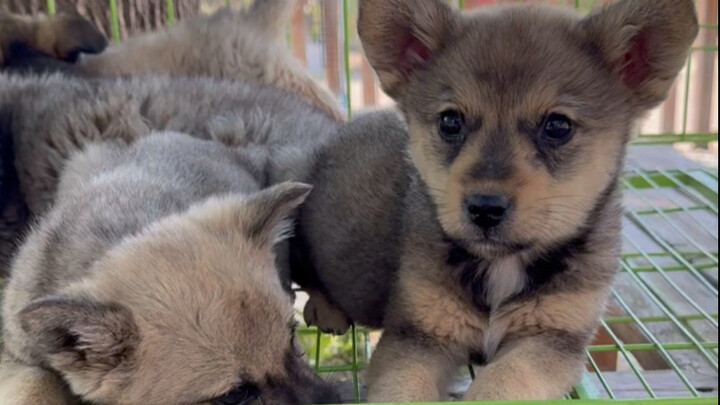 The puppy who snuck up to eat my spicy hot pot: Preview of the offline adoption event on May 1st