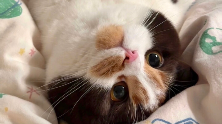 من يفهم كم هذا الفيديو مضحك هههههههه