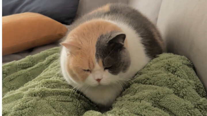 คุณแม่จังตั้งท้องแล้ว แมวแมวฉันจะคอยปกป้องเธออย่างระมัดระวังมากขึ้น