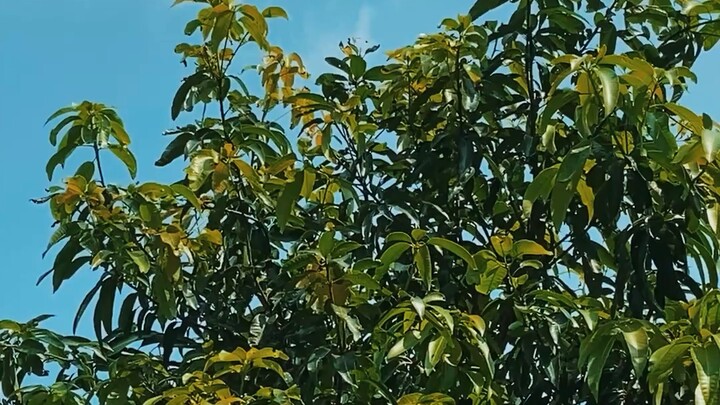 নীল আকাশের । ভিডিও-০২