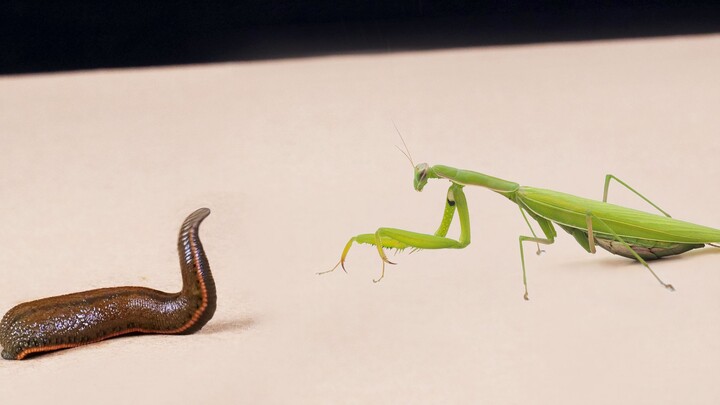 Mantis vs. Leech, a bloody battle (beware of blood!)