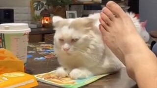 (Aku bukan manusia, aku ini anjing 3.0)