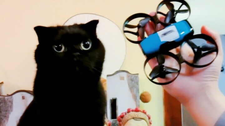 Pengakuan cinta dadakan dari seekor kucing!