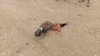 anak ng bulik ko na 3x win