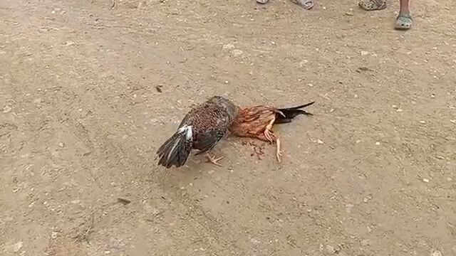 anak ng bulik ko na 3x win