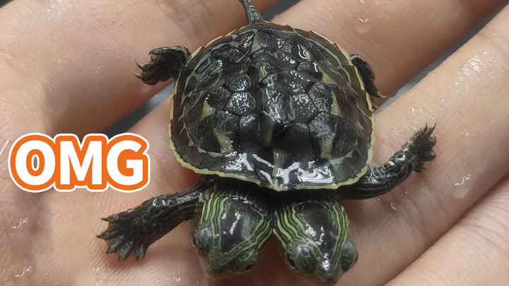 [Animals]Amazing experience of buying two-headed turtles