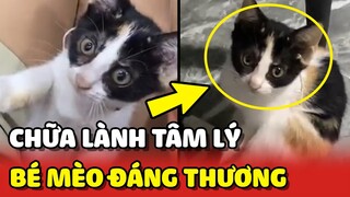 Hành trình CHỮA LÀNH TÂM LÍ cho bé mèo bị ĐỐI XỬ TỆ ❤️ | Yêu Lu