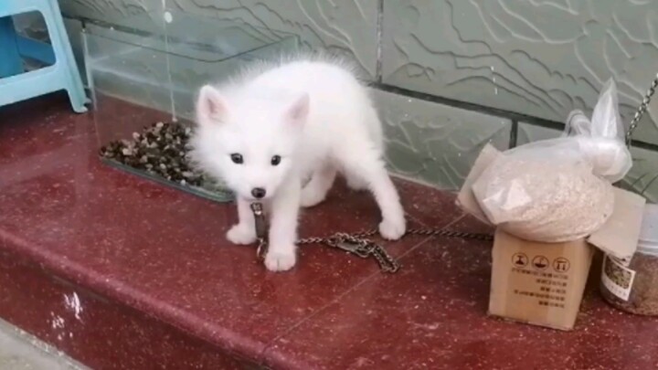 But isn’t it an auspicious omen? Understanding King Zhou—becoming King Zhou.