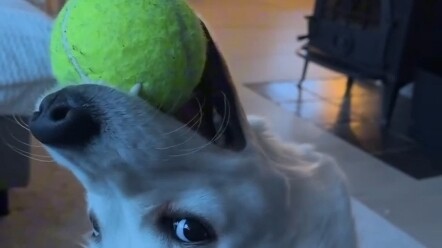 Anjing Penenang: Bahkan kalau aku menggendongmu, aku tetap mengerti kok