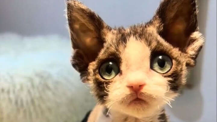 “Hút mèo chỉ có lần đầu và vô số lần sau”